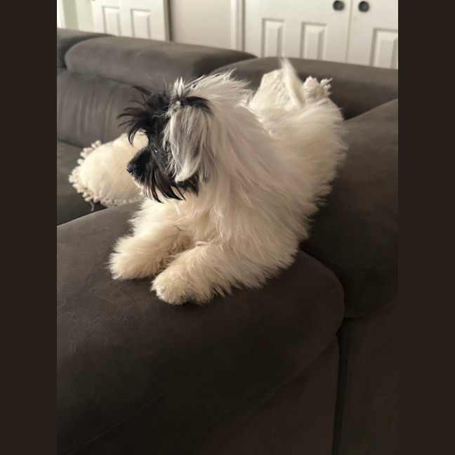 Photo of Pippa ❤️🐾