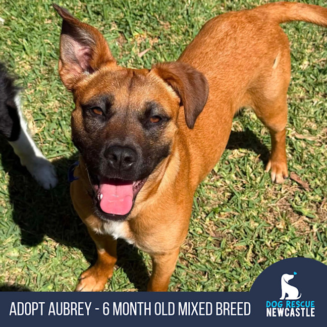 Photo of Aubrey   6 Month Old Mixed Breed