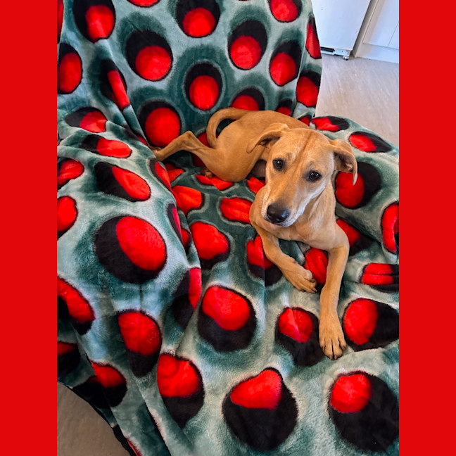 Photo of Daphne