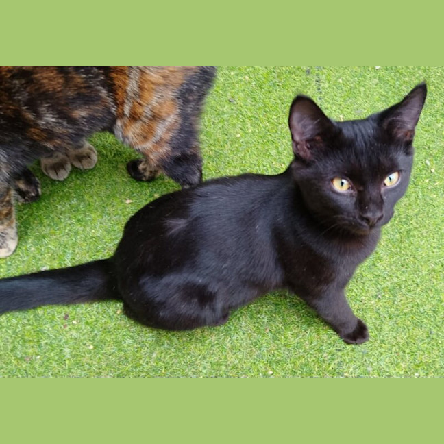 Photo of Midnight