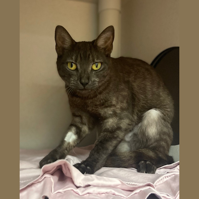 Photo of Kali