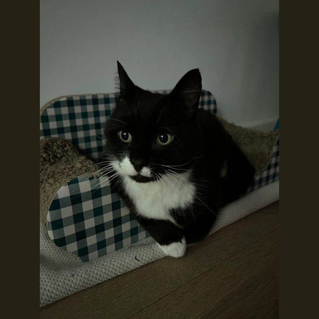 Photo of Big Best Baby Boy Bernard