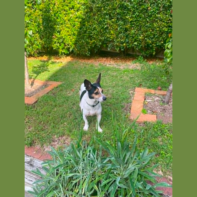 Photo of Rocky