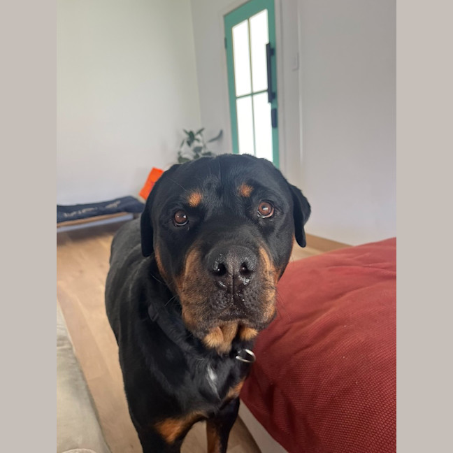 Photo of Duke