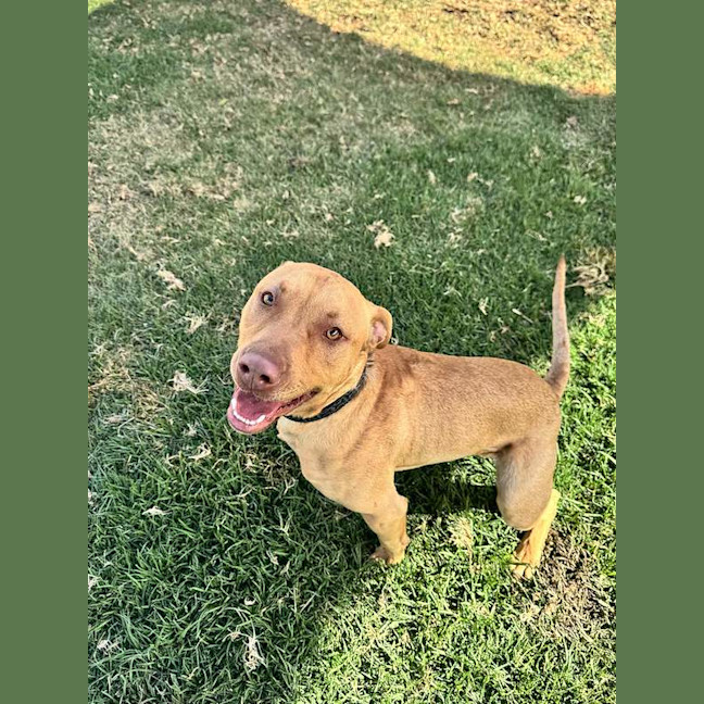 Photo of Goose