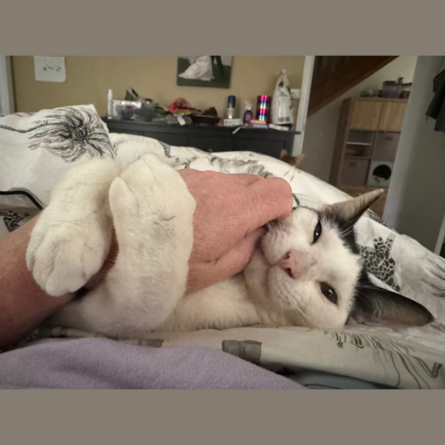 Photo of Gizmo   1 Year Old Domestic Short Hair (On Trial)