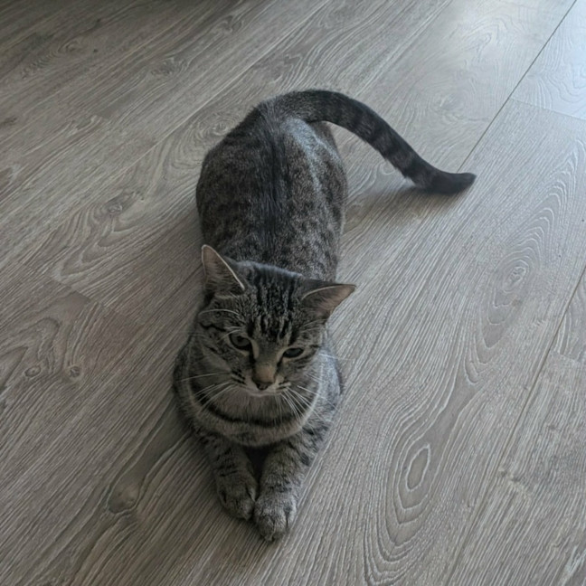 Photo of Marceline   In Foster Care In Preston