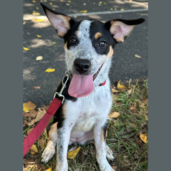 Photo of D1247 Imogen