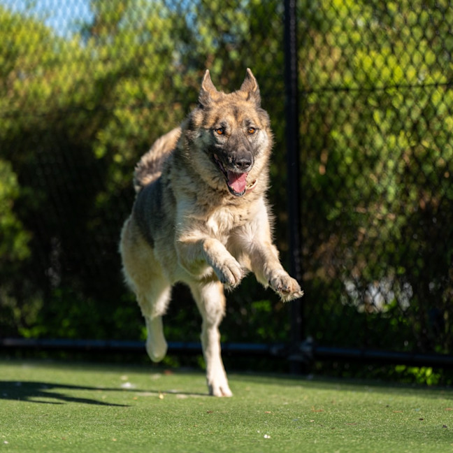 Photo of Mooney Imp 2584