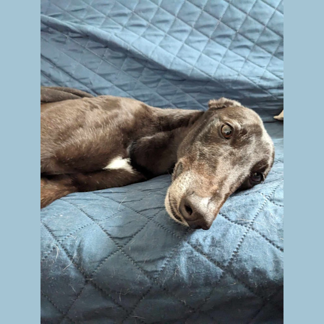 Photo of Blakey, The Greyhound