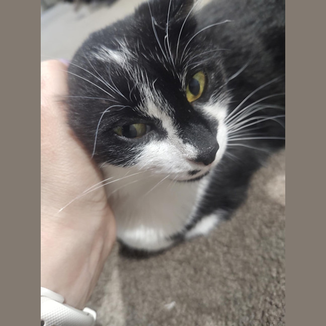 Photo of Tilly