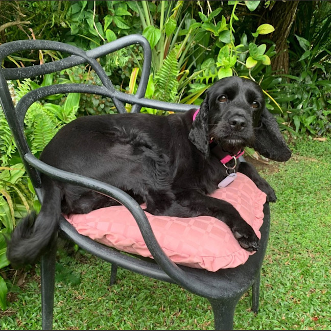 Photo of Ziva