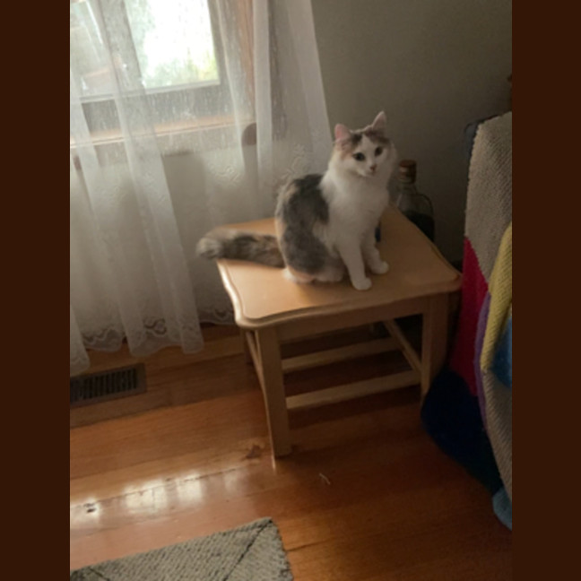 Photo of Ziggy