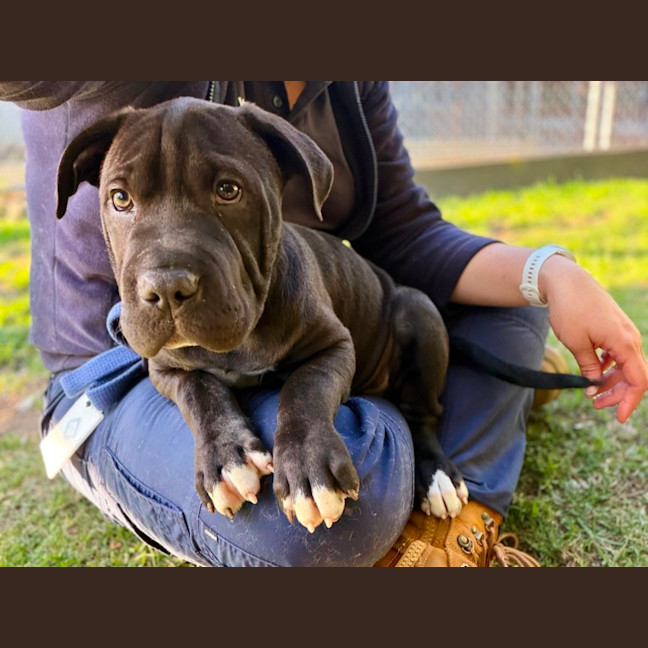 Photo of Moose 