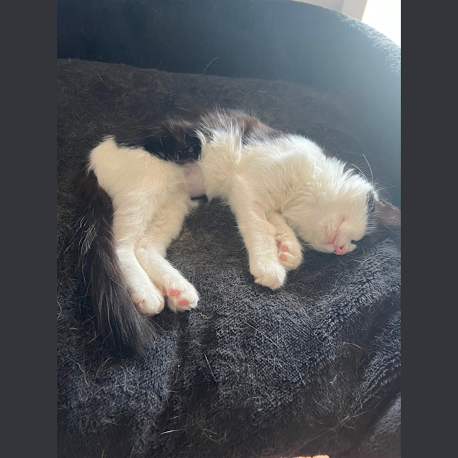 Photo of Monique Meet Me @Petstock Hastings