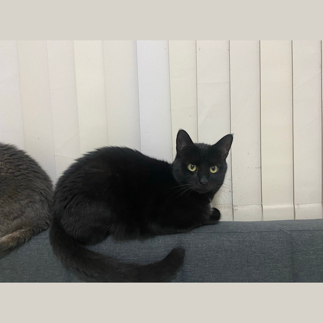Photo of Salem