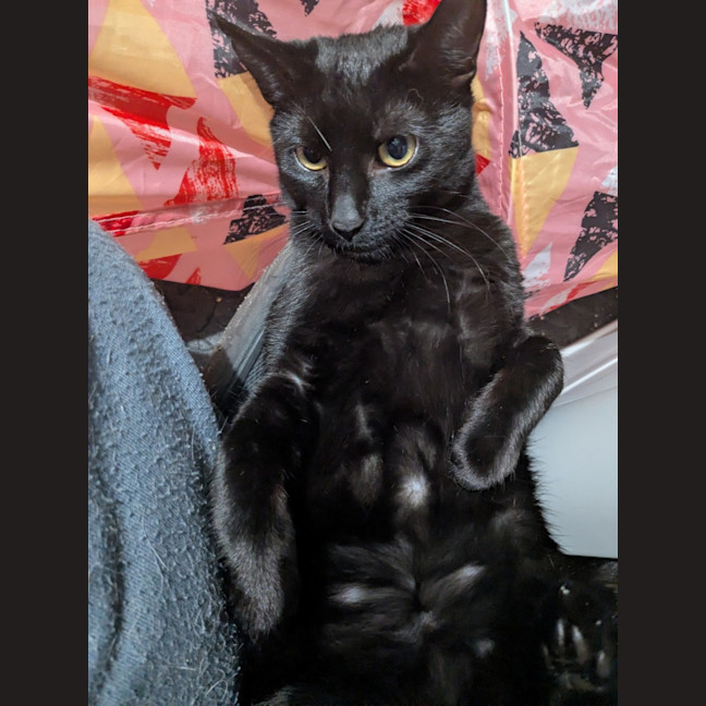 Photo of Reglisse
