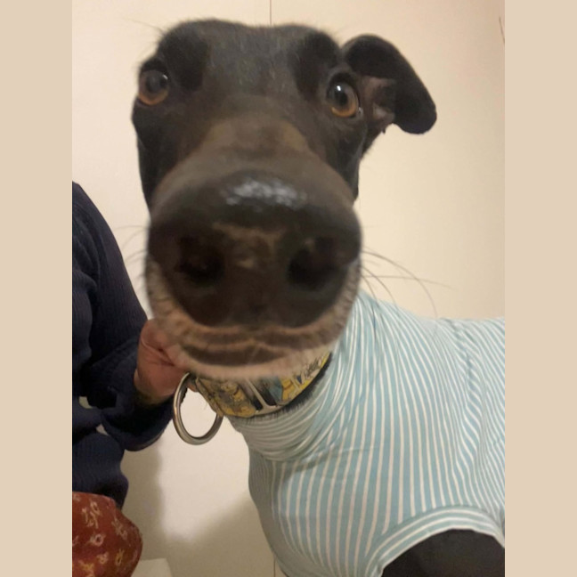 Photo of Boston, The Greyhound