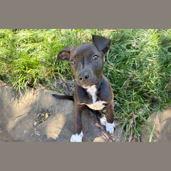 Photo of Pixie
