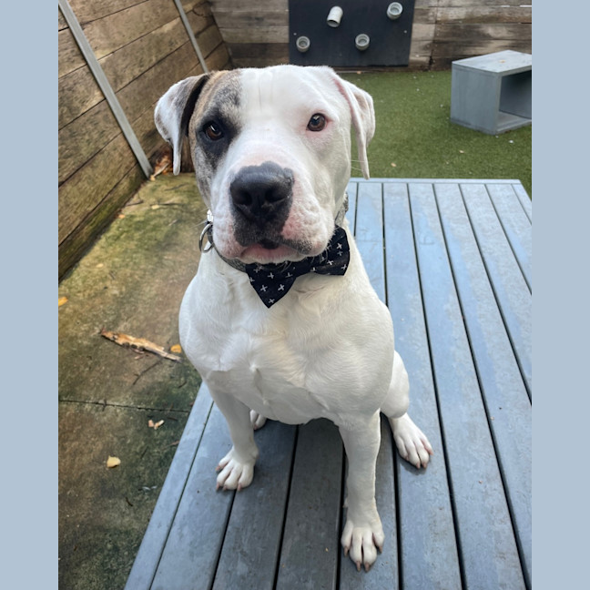 Photo of Patch