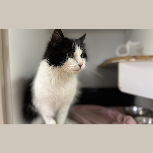 Photo of Collie