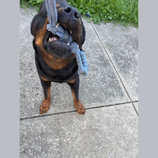 Photo of Bruno