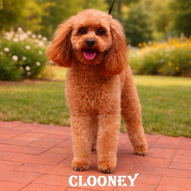 Photo of Clooney