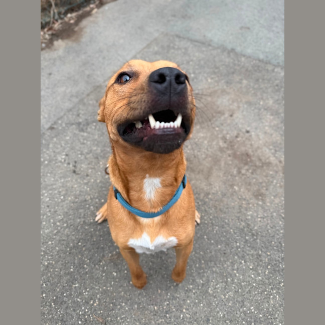 Photo of Chino