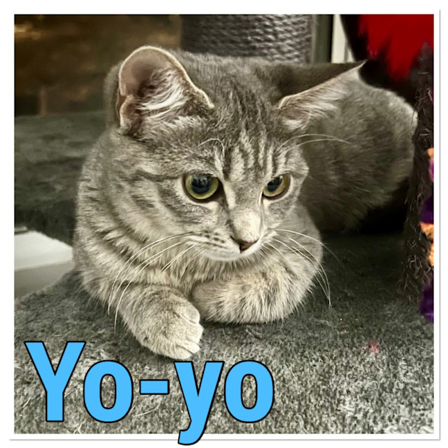 Photo of Yoyo