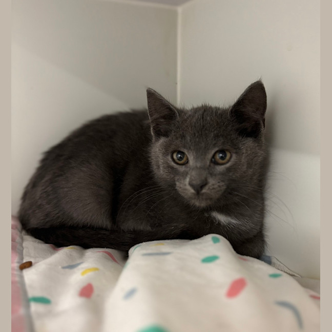Photo of Caspian 