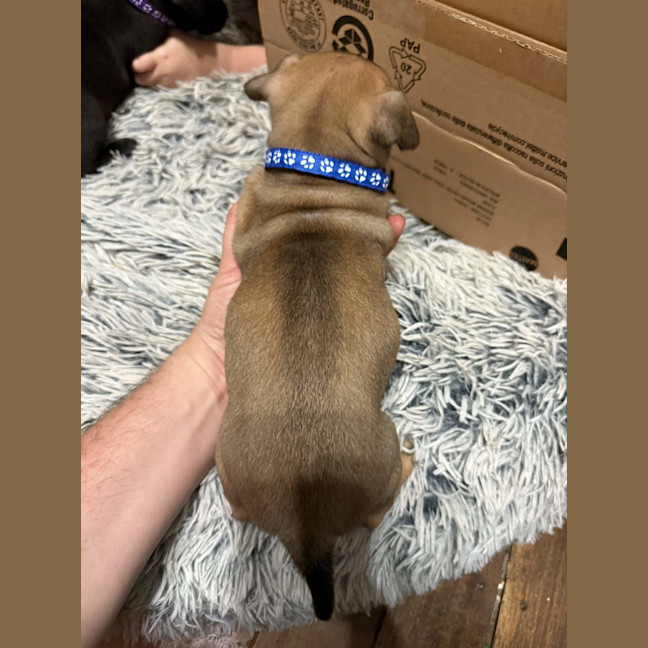 Photo of Collar Dark Blue 
