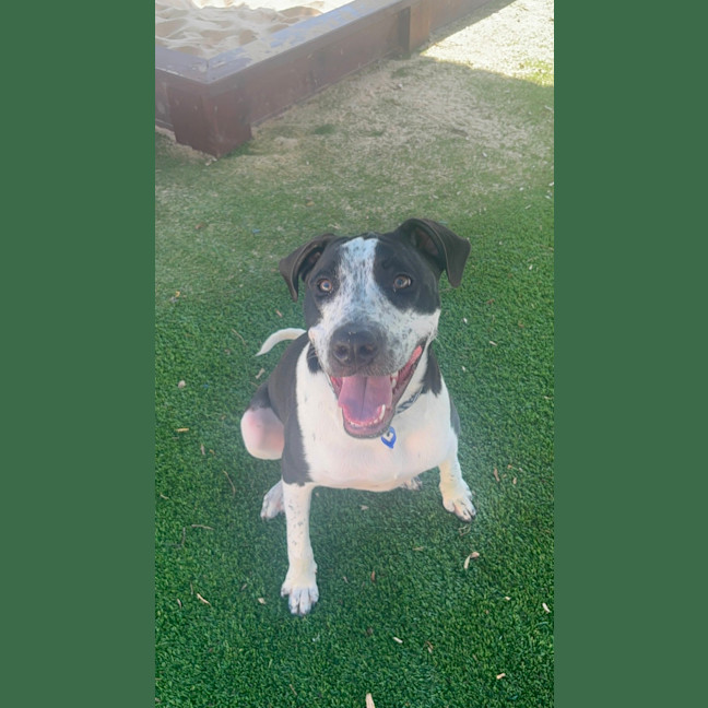 Photo of Bailey   10 Month Old Bull Arab X