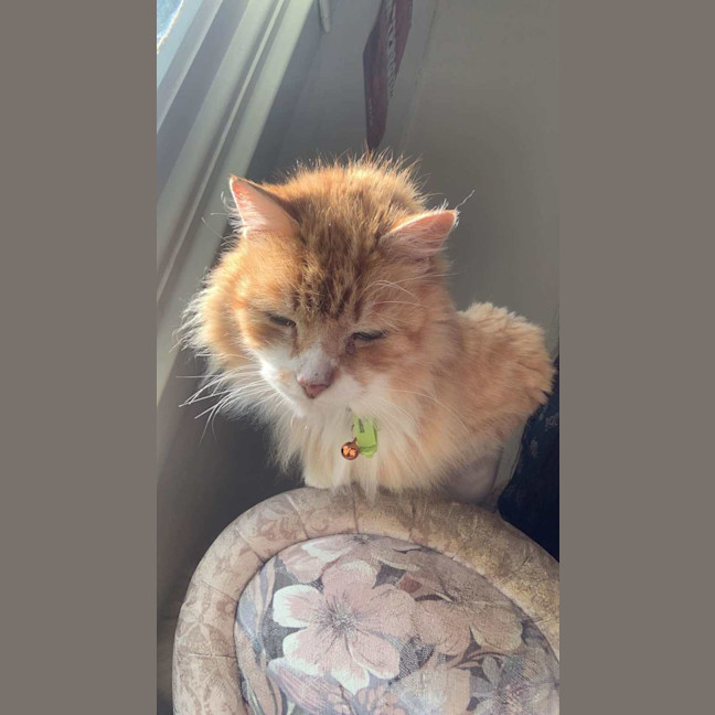 Photo of Chicken Wing