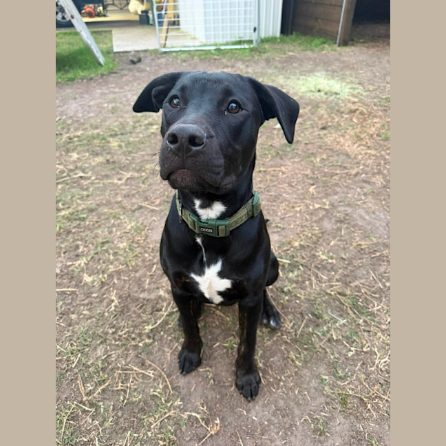 Photo of Stitch