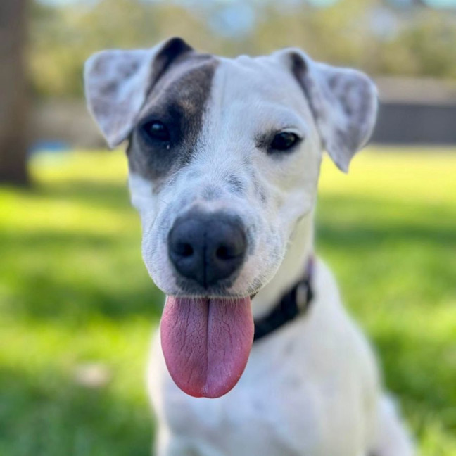Photo of Rosie