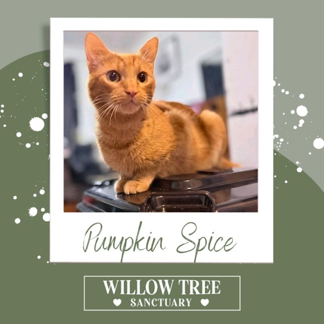Photo of Pumpkin Spice