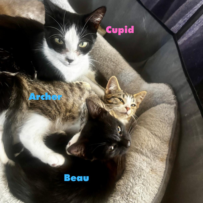 Photo of Cupid Kittens