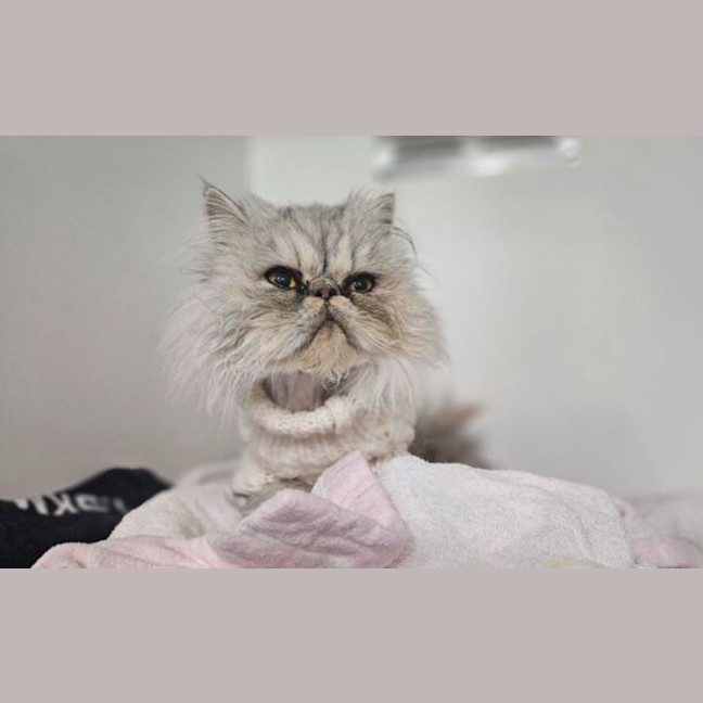 Photo of Pearl