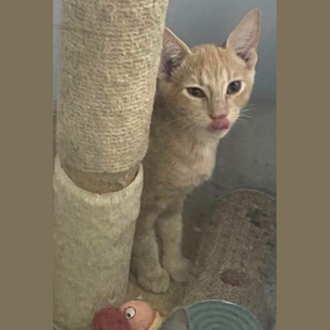 Photo of Garfield ❤️