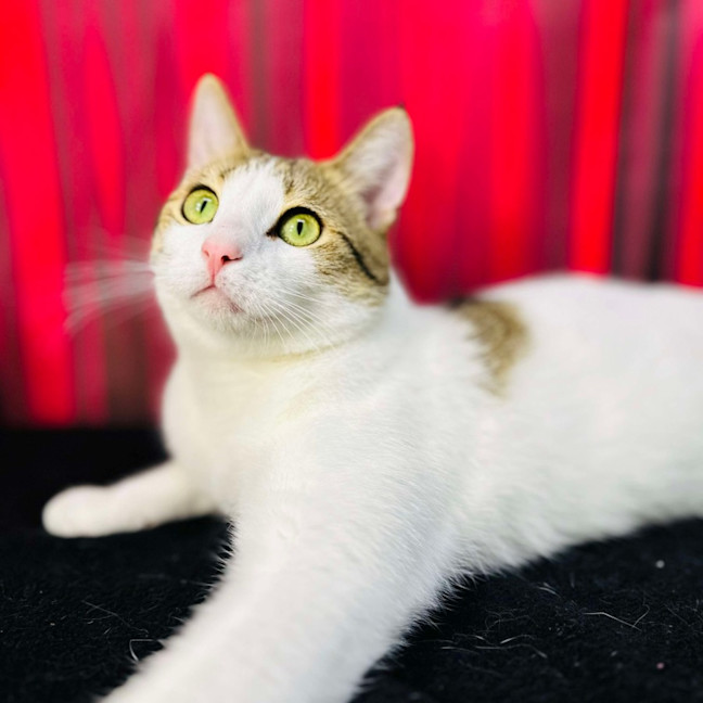 Photo of Buzz   Located In Brunswick East 