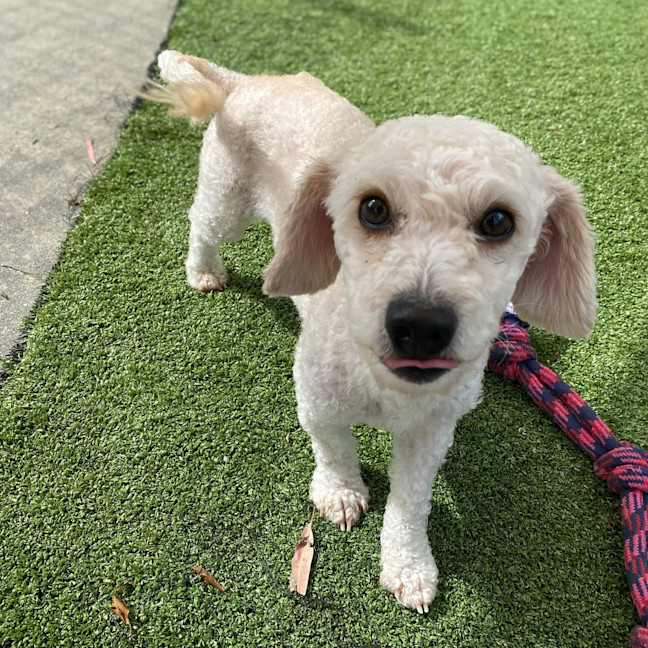 Photo of Marshmallow 