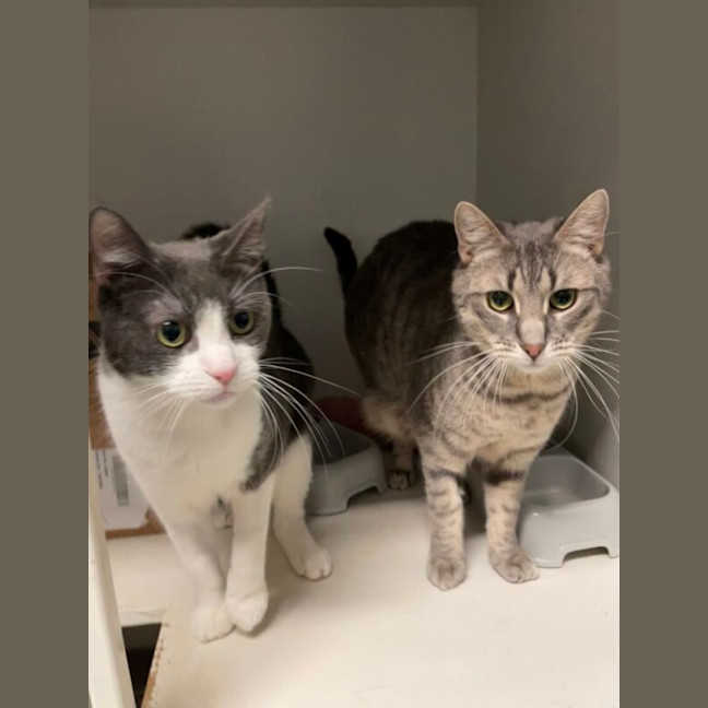 Photo of Dorian And Sterling