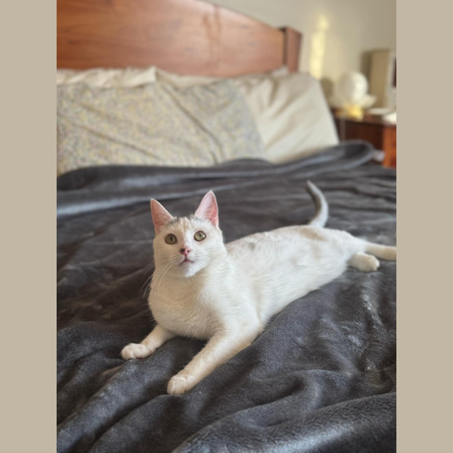 Photo of Tia   Located In Fawkner