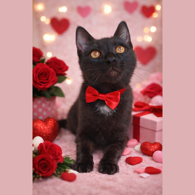 Photo of Oreo