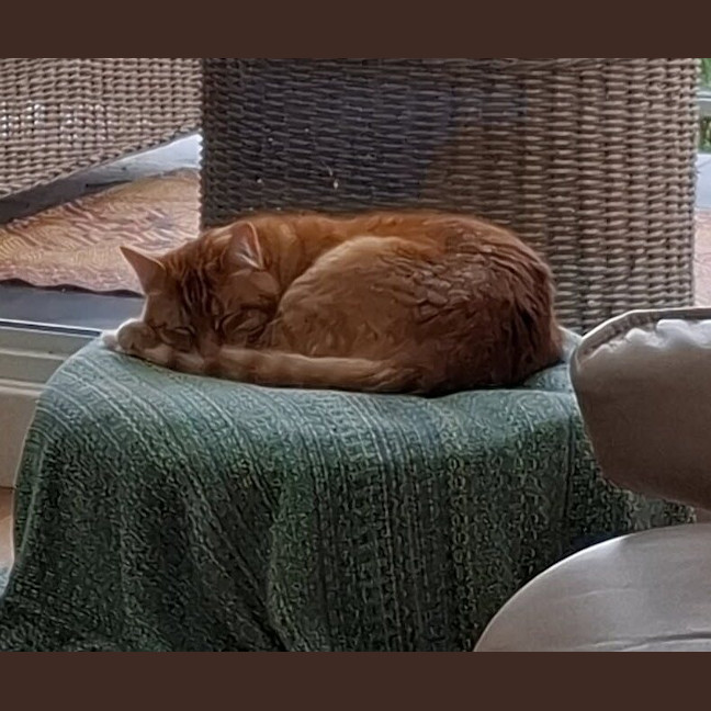 Photo of Rusty