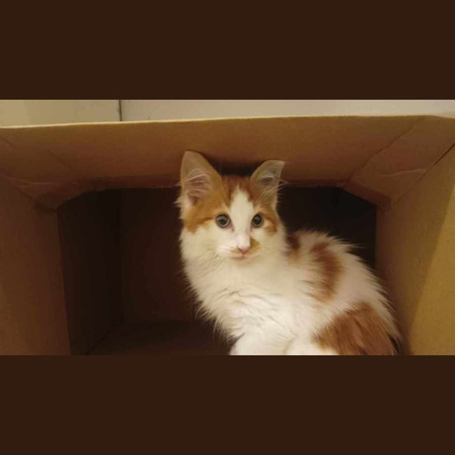 Photo of Lankey & Donkey Kong 