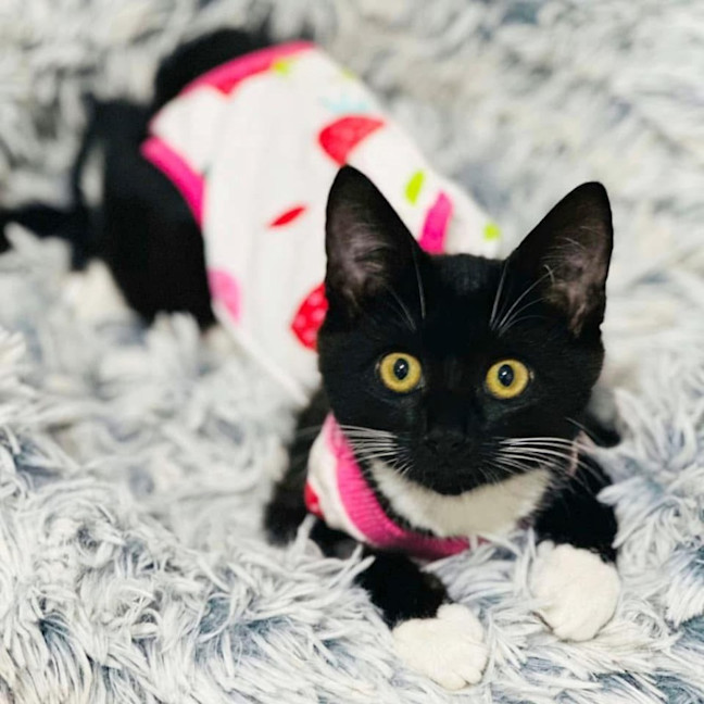 Photo of 11813   Tuxie