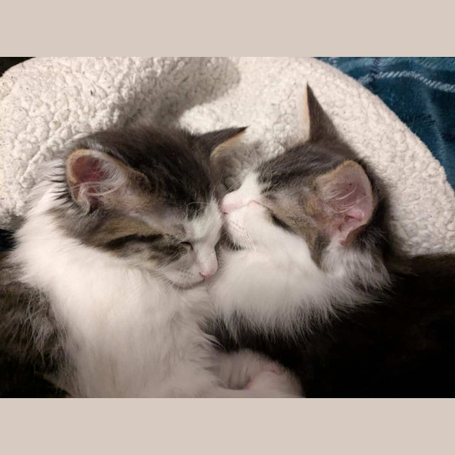 Photo of Milo & Olive