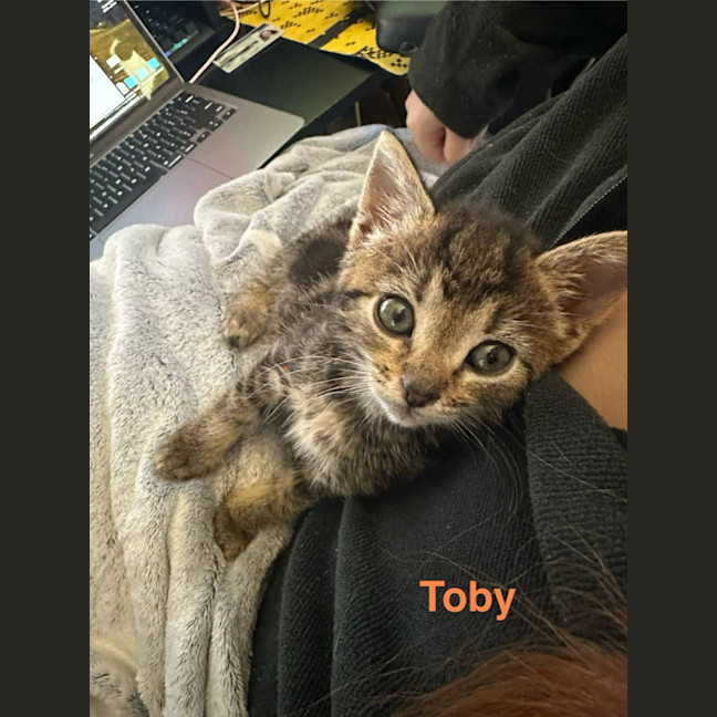 Photo of Starburst (Was Toby)