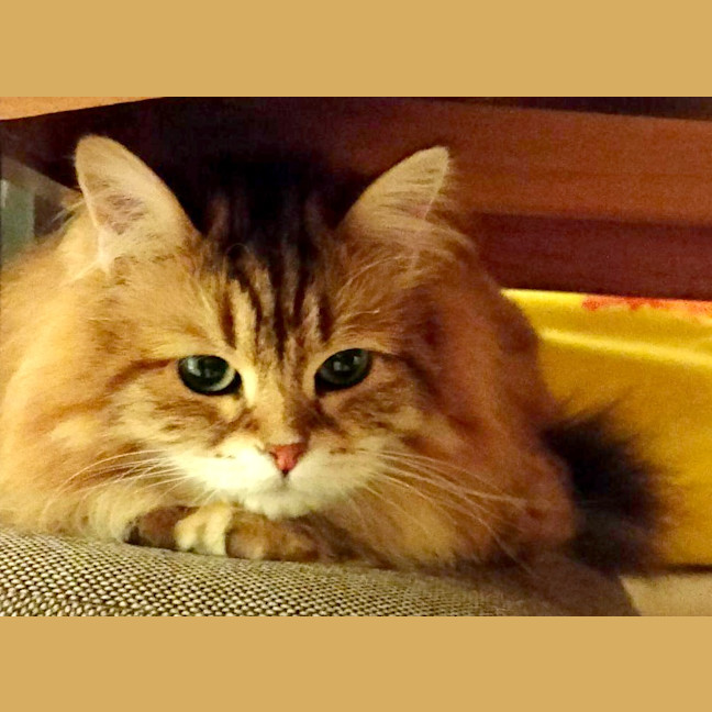 Photo of Milly Siberian